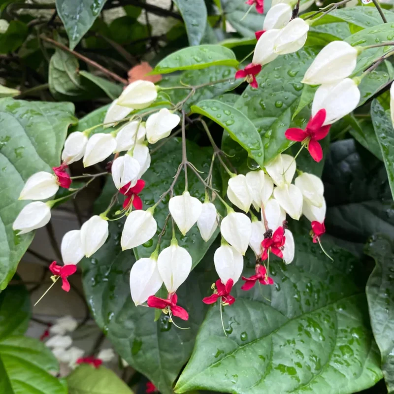 White Bleeding Heart Plants Live, Perennial Shade Flower, 2-Pack, 4-6 Inch Tall - Image 4