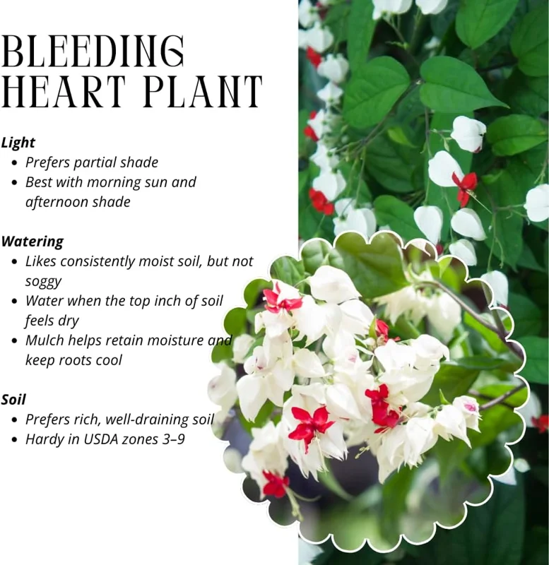 White Bleeding Heart Plants Live, Perennial Shade Flower, 2-Pack, 4-6 Inch Tall - Image 5