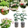 White Bleeding Heart Plants Live, Perennial Shade Flower, 2-Pack, 4-6 Inch Tall - Image 1