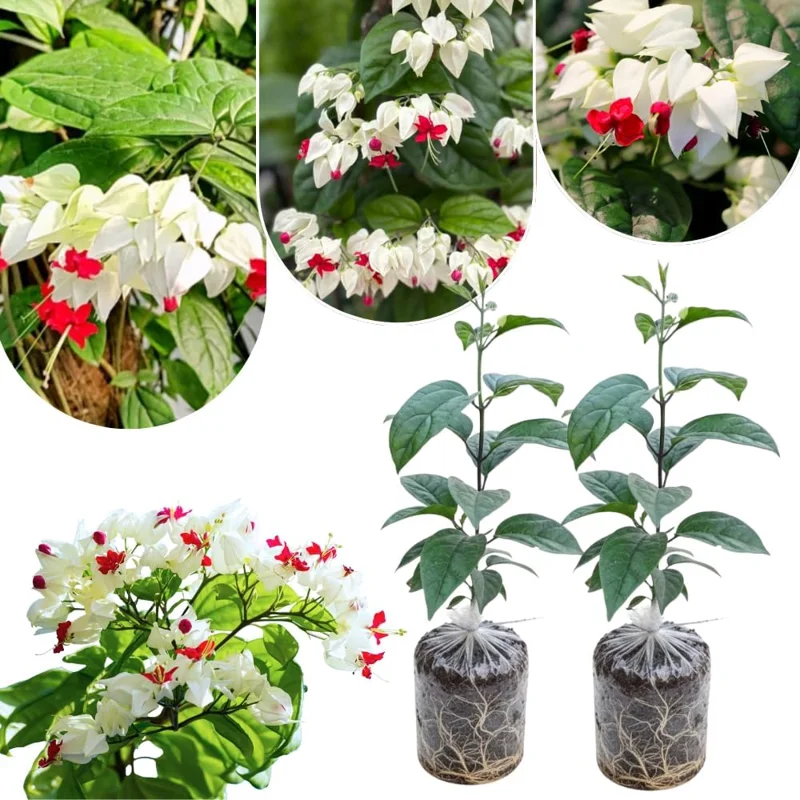 White Bleeding Heart Plants Live, Perennial Shade Flower, 2-Pack, 4-6 Inch Tall - Image 1