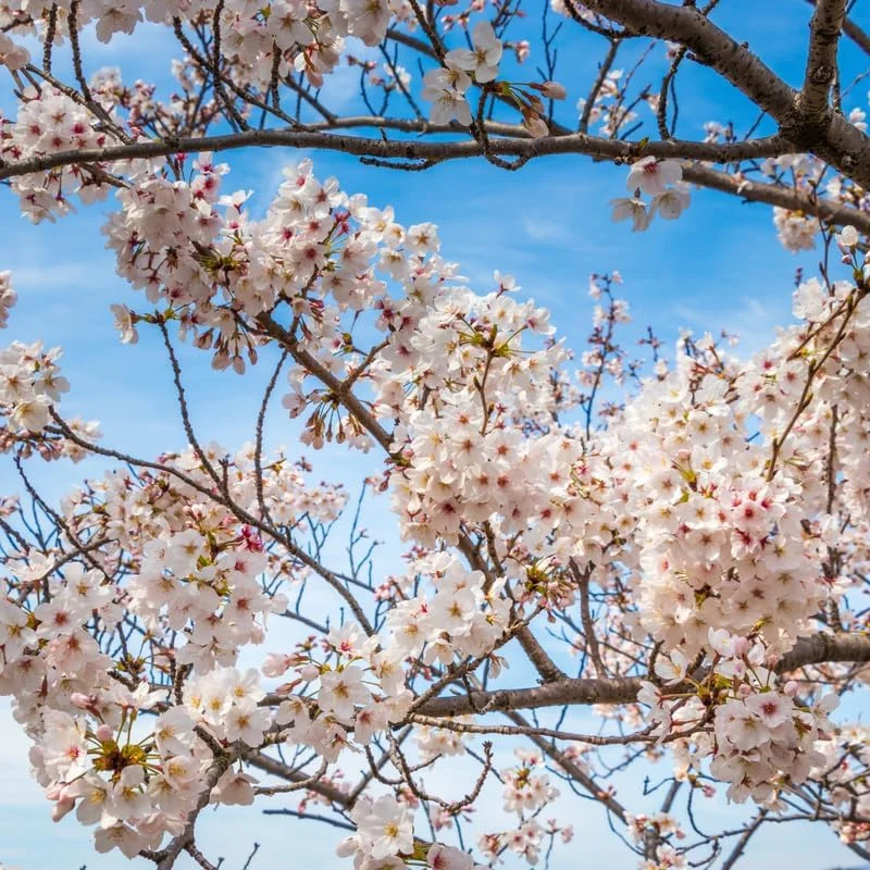 White Cherry Blossom Live Tree Plant, 8-12 Inch Tall, Potted, Outdoor - Image 2