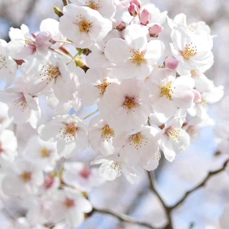 White Cherry Blossom Live Tree Plant, 8-12 Inch Tall, Potted, Outdoor - Image 3