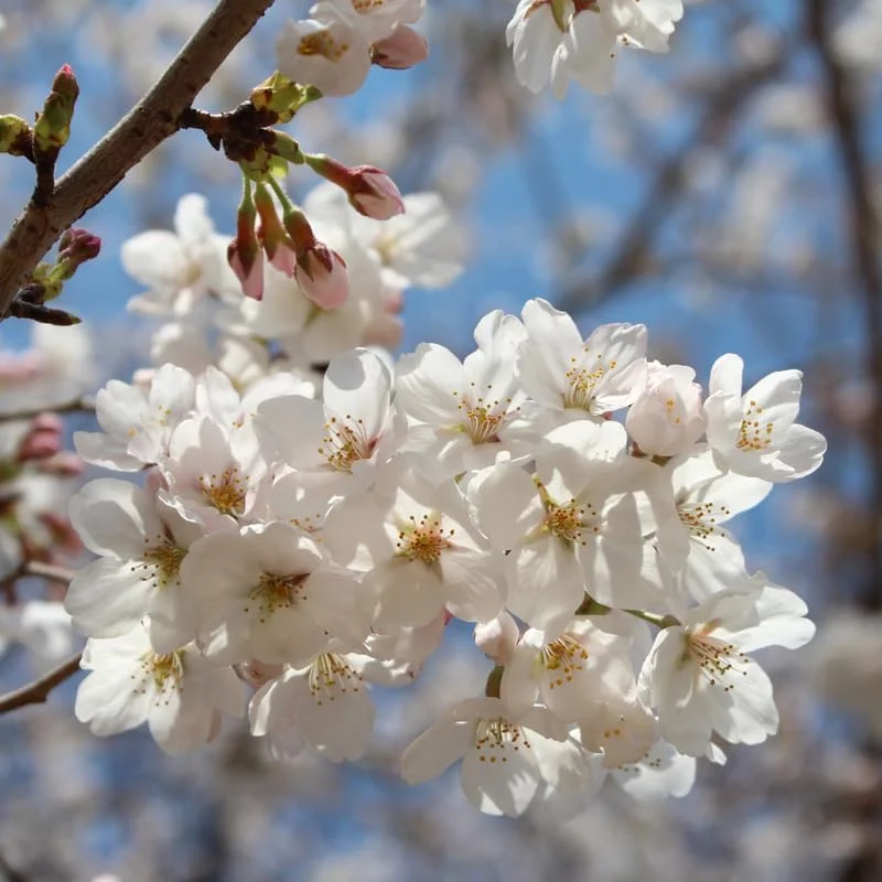 White Cherry Blossom Live Tree Plant, 8-12 Inch Tall, Potted, Outdoor - Image 4