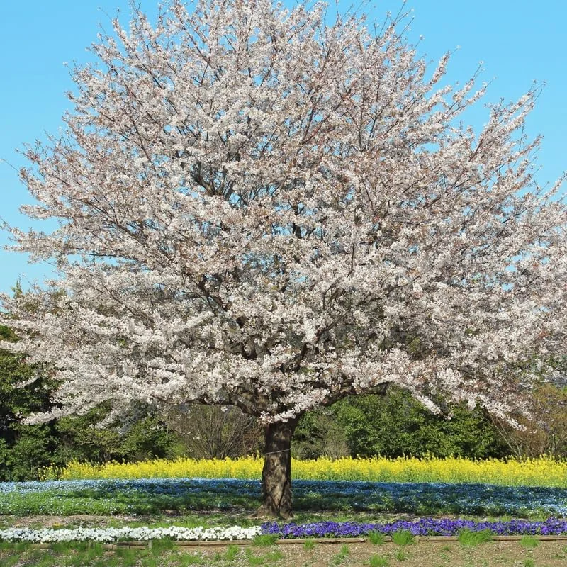 White Cherry Blossom Live Tree Plant, 8-12 Inch Tall, Potted, Outdoor - Image 1