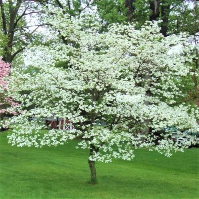 White Dogwood Tree Live Plant, Quart Pot, 6-12 Inch Tall, Outdoor Flowering - Image 2