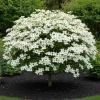 White Dogwood Tree Live Plant, Quart Pot, 6-12 Inch Tall, Outdoor Flowering - Image 1