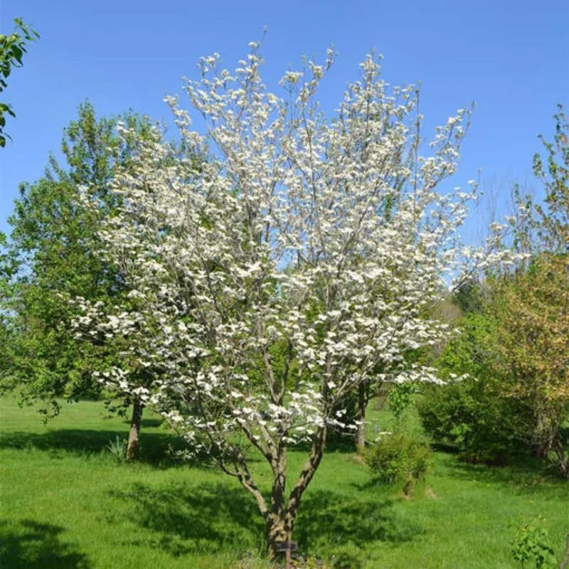 White Dogwood Trees Live Plant - 6-12 inches, 4 inch Pot, Flowering Shrub - Image 2