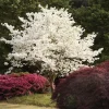 White Dogwood Trees Live Plant - 6-12 inches, 4 inch Pot, Flowering Shrub - Image 1