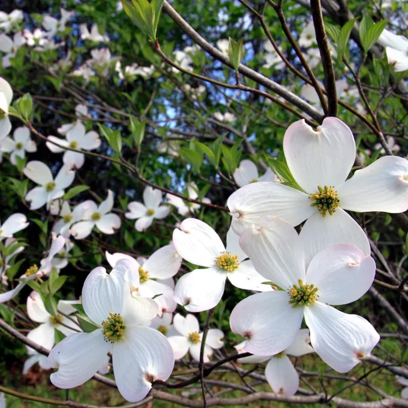 White Flowering Dogwood Tree Live Plant – 1 Foot Tall – Outdoor Deciduous - Image 2