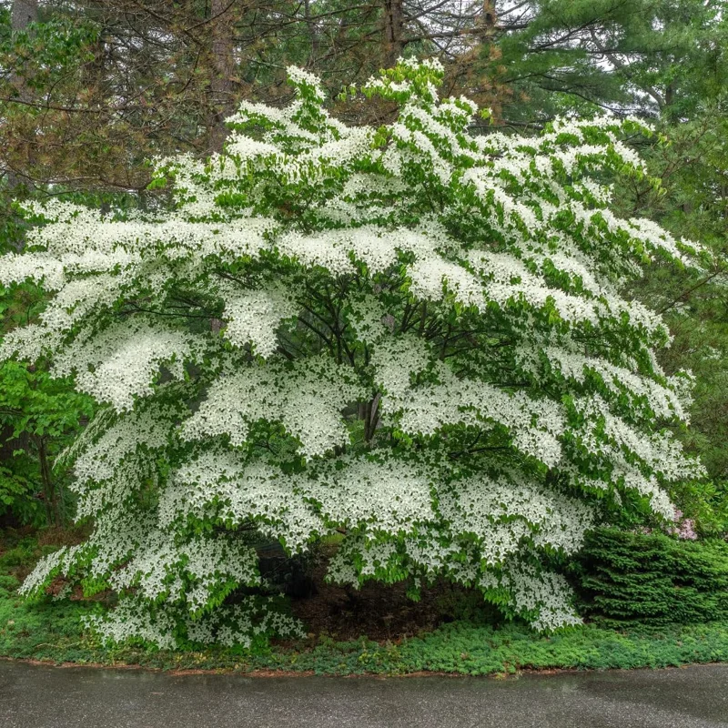 White Flowering Dogwood Tree Live Plant – 1 Foot Tall – Outdoor Deciduous - Image 4