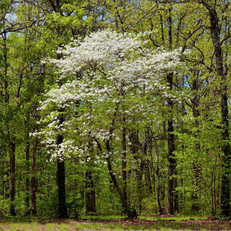 White Flowering Dogwood Tree Live Plant – 1 Foot Tall – Outdoor Deciduous - Image 5