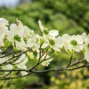 White Flowering Dogwood Tree Live Plant – 1 Foot Tall – Outdoor Deciduous - Image 1