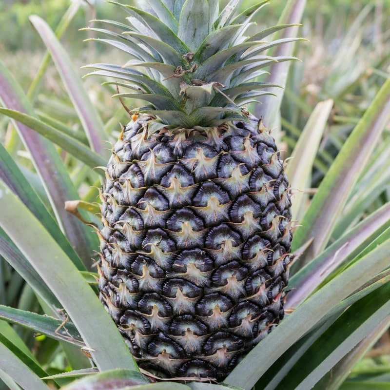 White Jade Pineapple Live Plant – Sweet Fruit Tree Starter 5-8 Inch Tall - Image 2