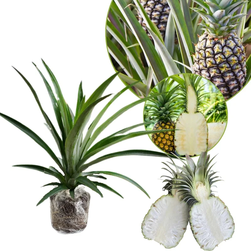 White Jade Pineapple Live Plant – Sweet Fruit Tree Starter 5-8 Inch Tall - Image 1