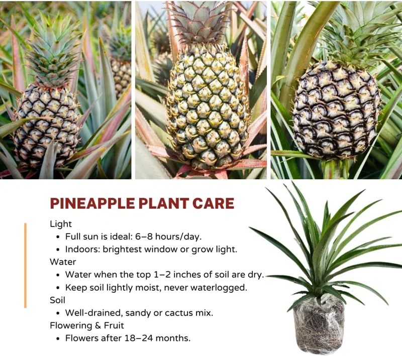 White Jade Pineapple Live Plant – Sweet Fruit Tree Starter 5-8 Inch Tall - Image 4