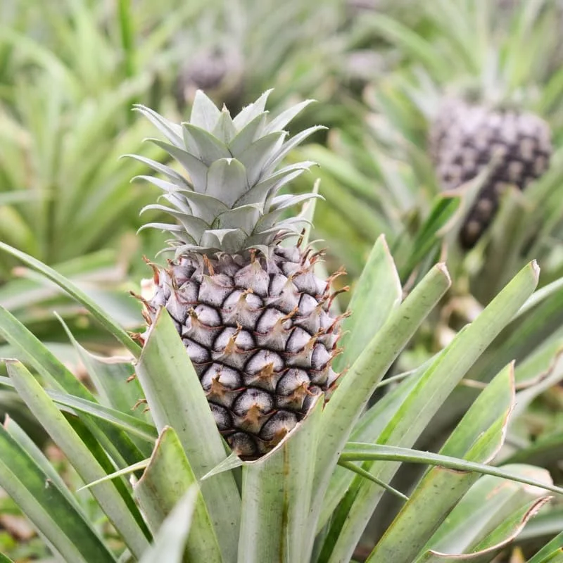 White Jade Pineapple Live Plant – Sweet Fruit Tree Starter 5-8 Inch Tall - Image 6