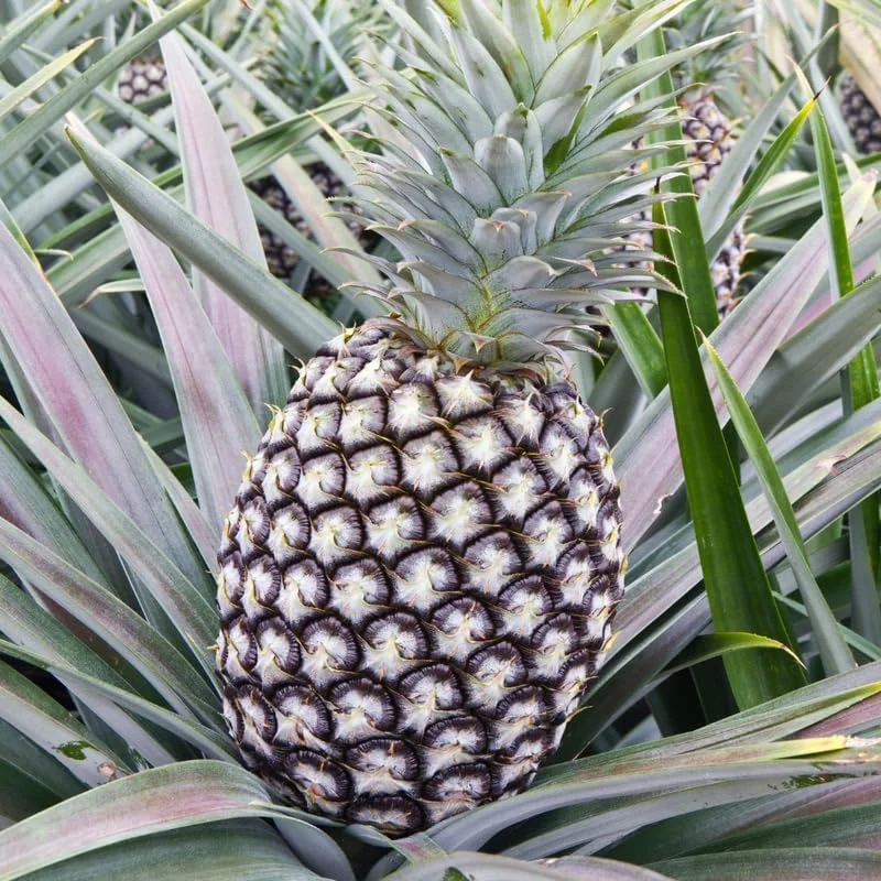 White Jade Pineapple Live Plant – Sweet Fruit Tree Starter 5-8 Inch Tall - Image 7