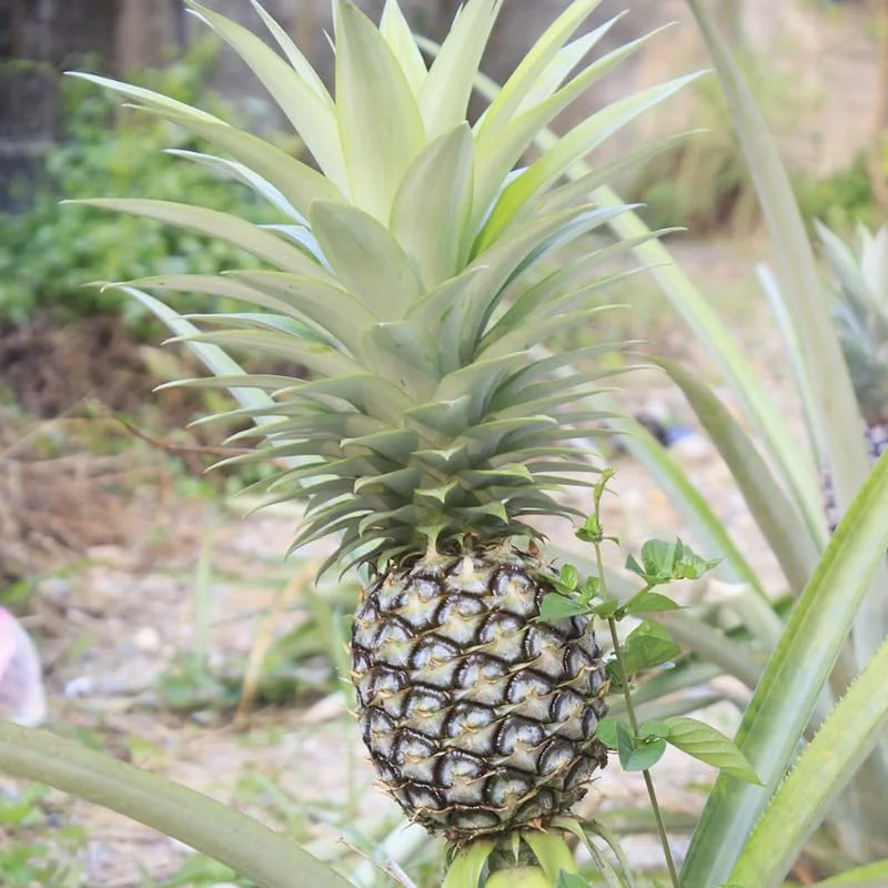 White Jade Pineapple Live Plant – Sweet Fruit Tree Starter 5-8 Inch Tall - Image 8