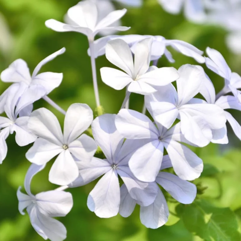 White Plumbago Live Plants 3-Pack, 4-7 Inches Tall, Tropical Flowering Shrub - Image 2