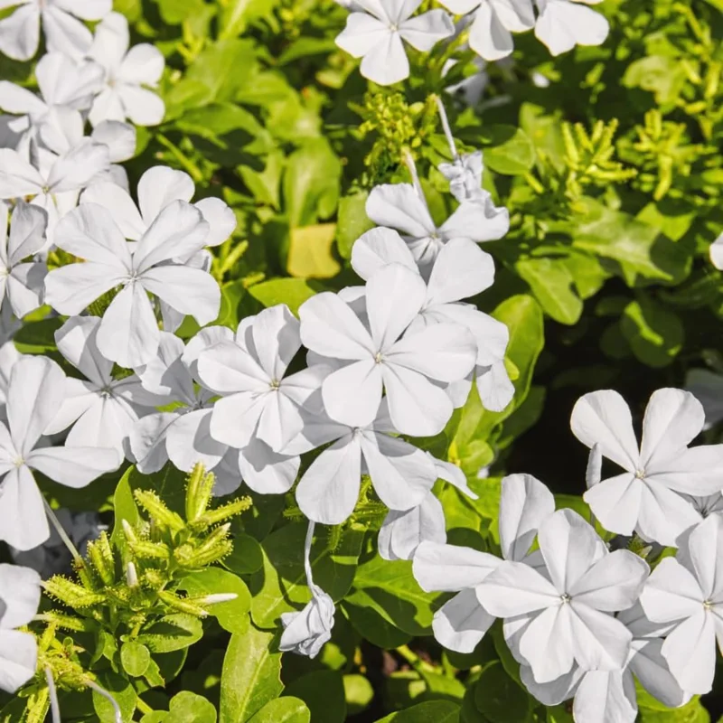 White Plumbago Live Plants 3-Pack, 4-7 Inches Tall, Tropical Flowering Shrub - Image 3