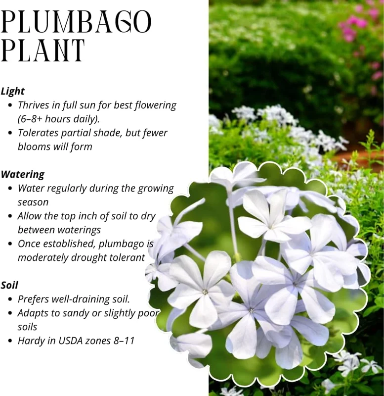 White Plumbago Live Plants 3-Pack, 4-7 Inches Tall, Tropical Flowering Shrub - Image 5