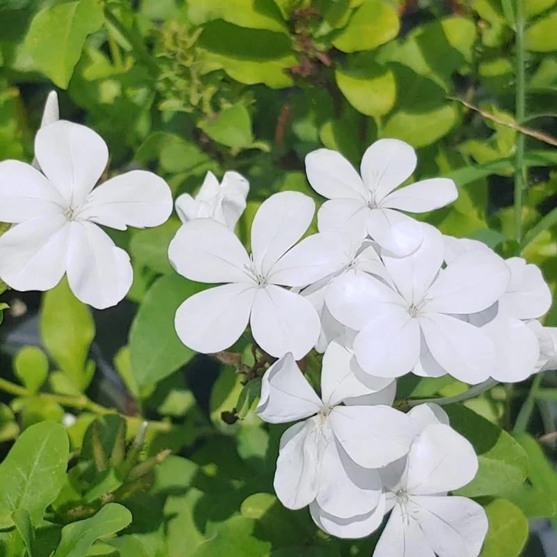 White Plumbago Live Plants 3-Pack, 4-7 Inches Tall, Tropical Flowering Shrub - Image 6