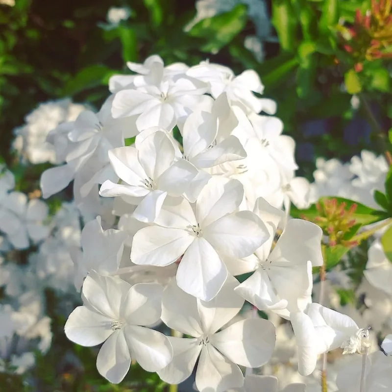 White Plumbago Live Plants 3-Pack, 4-7 Inches Tall, Tropical Flowering Shrub - Image 8