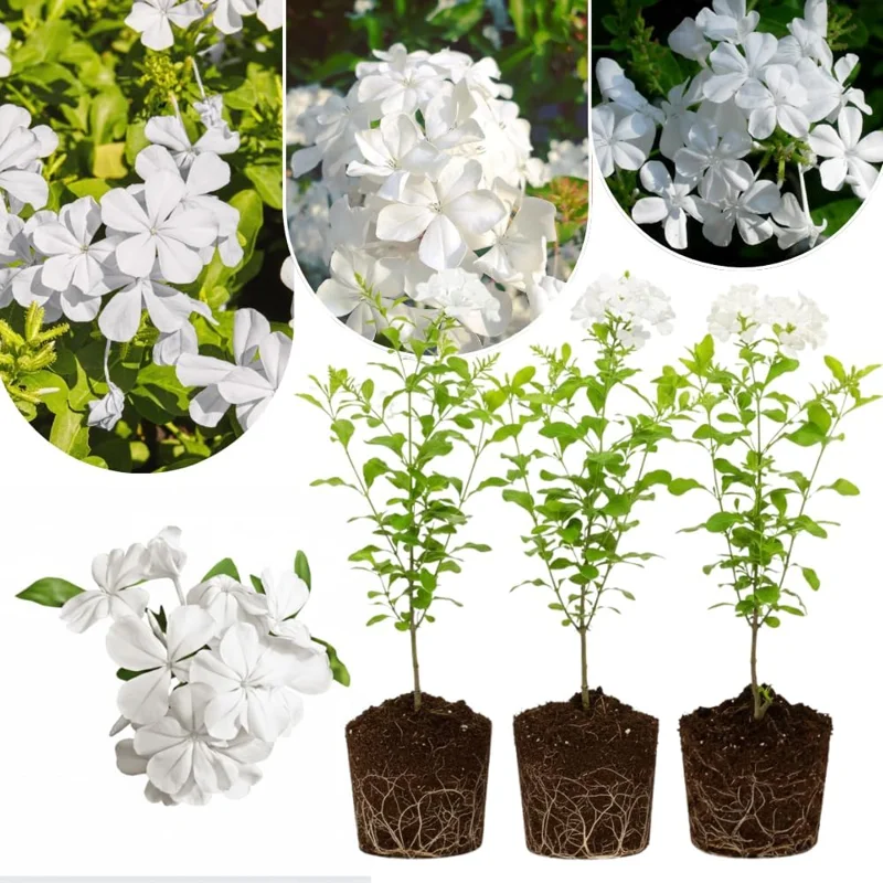 White Plumbago Live Plants 3-Pack, 4-7 Inches Tall, Tropical Flowering Shrub - Image 1