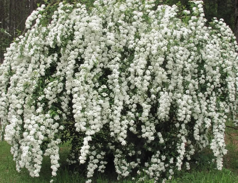 White Spirea Live Shrub Plant - 1 Year Old, 6-14 Inches Tall, Quart Pot, Outdoor - Image 2
