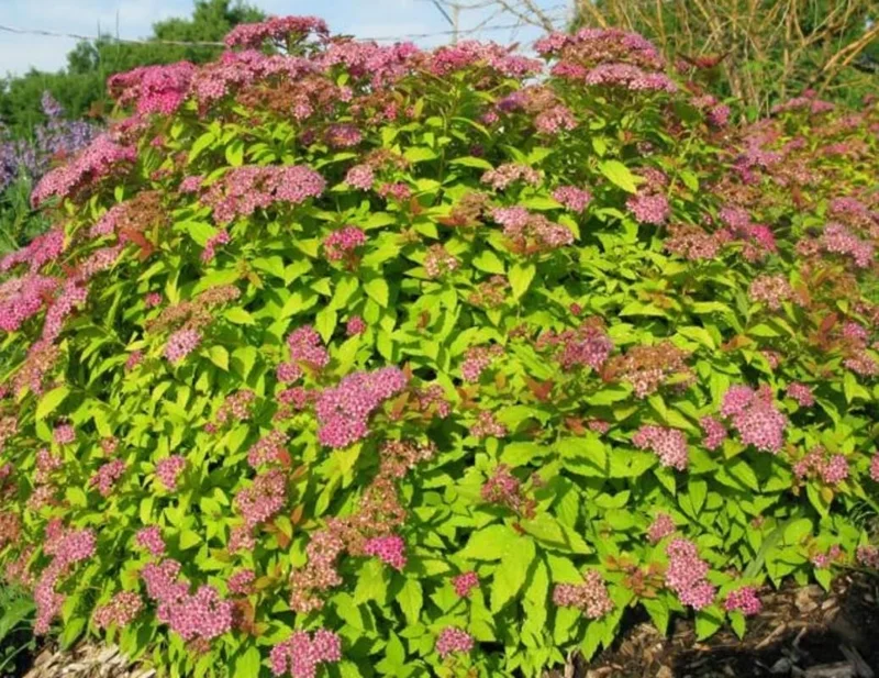 White Spirea Live Shrub Plant - 1 Year Old, 6-14 Inches Tall, Quart Pot, Outdoor - Image 3