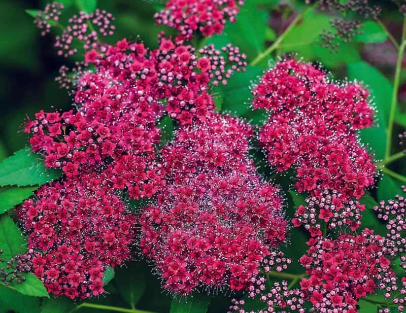 White Spirea Live Shrub Plant - 1 Year Old, 6-14 Inches Tall, Quart Pot, Outdoor - Image 4