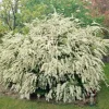 White Spirea Live Shrub Plant - 1 Year Old, 6-14 Inches Tall, Quart Pot, Outdoor - Image 1