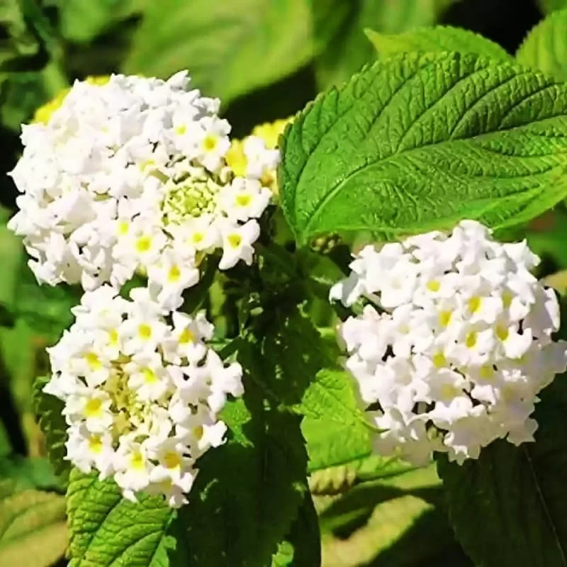 White Trailing Lantana Plants Live - Pack of 2 Outdoor Flowering Plants, 2-5 Inch Tall - Image 2