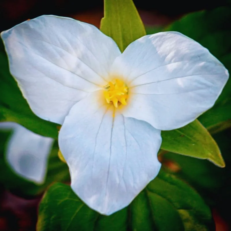 White Trillium Bulbs - Set of 5 Large Bulbs for Fall Planting Outdoor - Image 2