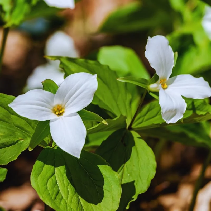 White Trillium Bulbs - Set of 5 Large Bulbs for Fall Planting Outdoor - Image 3