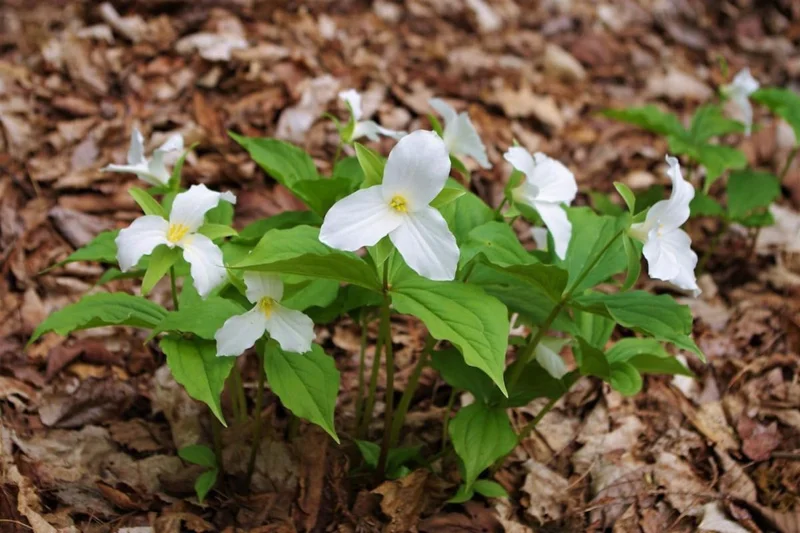 White Trillium Bulbs - Set of 5 Large Bulbs for Fall Planting Outdoor - Image 5