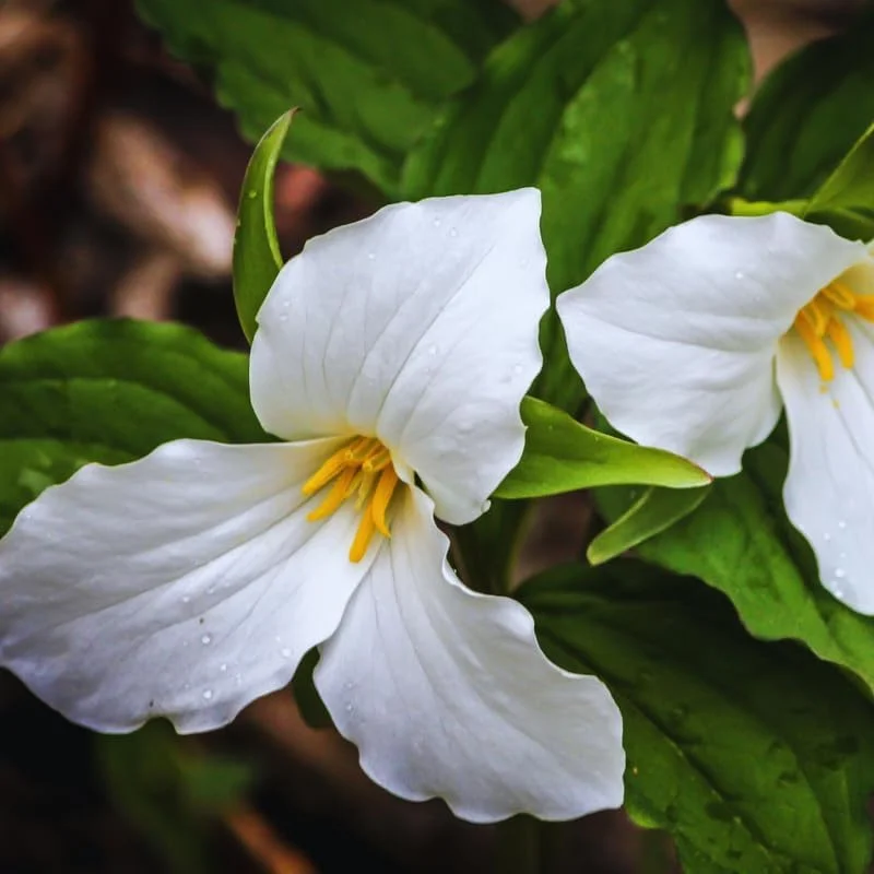 White Trillium Bulbs - Set of 5 Large Bulbs for Fall Planting Outdoor - Image 1