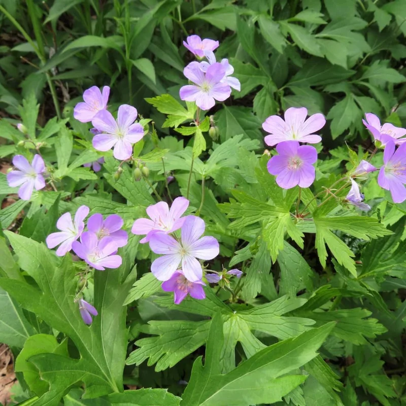 Wild Geranium Bare Roots - 5 Pack Perennial Purple Flowers, Groundcover Plant - Image 3
