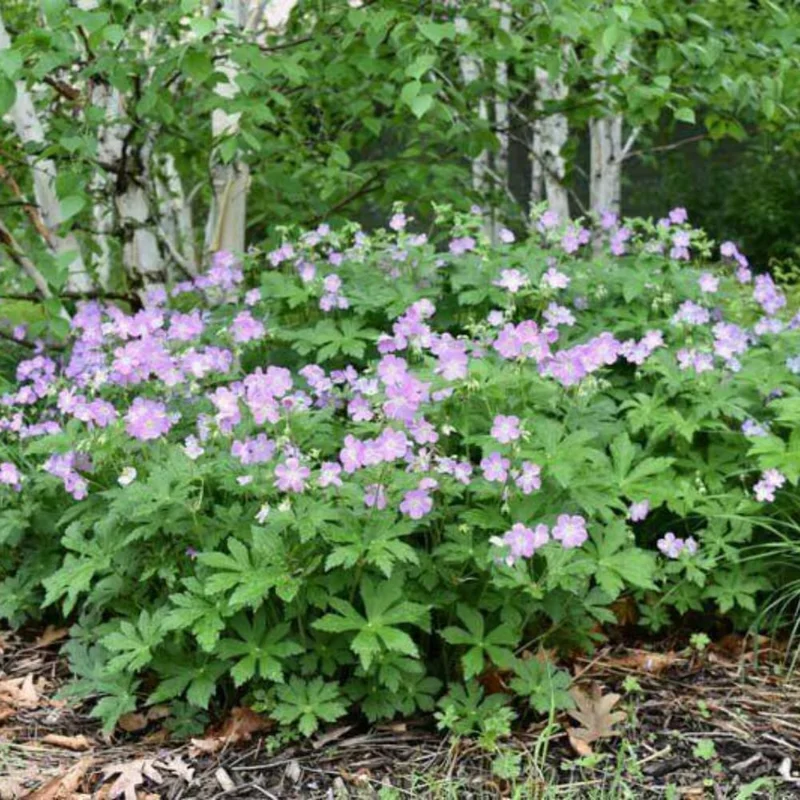 Wild Geranium Bare Roots - 5 Pack Perennial Purple Flowers, Groundcover Plant - Image 4