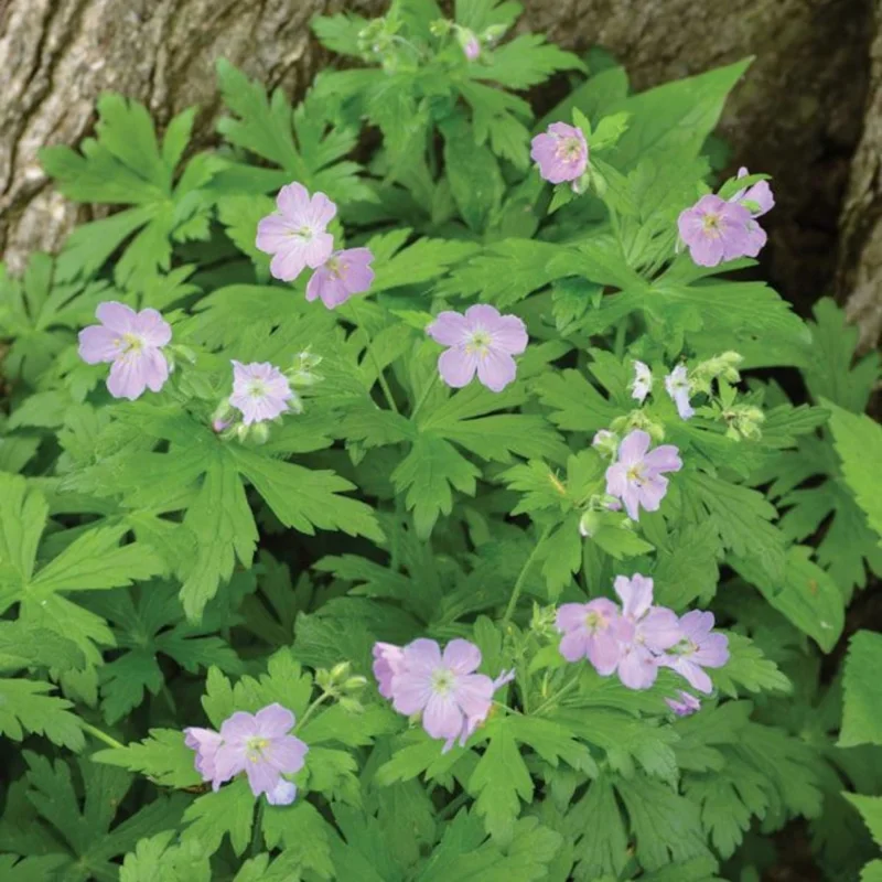 Wild Geranium Bare Roots - 5 Pack Perennial Purple Flowers, Groundcover Plant - Image 5