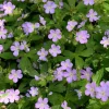 Wild Geranium Bare Roots - 5 Pack Perennial Purple Flowers, Groundcover Plant - Image 1