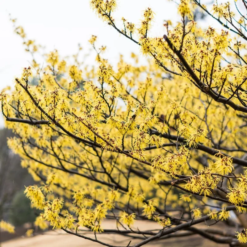 Witch Hazel Bare Root Shrubs - 5 Live Plants, 1-2 Ft Tall, Yellow Flowers, Outdoor - Image 2