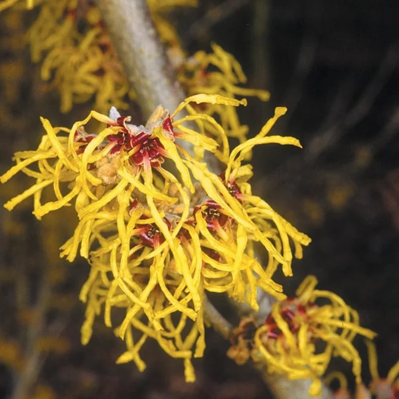 Witch Hazel Bare Root Shrubs - 5 Live Plants, 1-2 Ft Tall, Yellow Flowers, Outdoor - Image 5