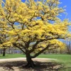 Witch Hazel Bare Root Shrubs - 5 Live Plants, 1-2 Ft Tall, Yellow Flowers, Outdoor - Image 1