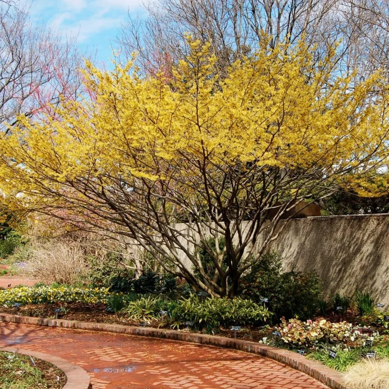 Witch Hazel Bare Root Shrubs - 5 Live Plants, 1-2 Ft Tall, Yellow Flowers, Outdoor - Image 7