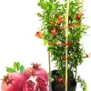 Wonderful Pomegranate Tree Live Plant - 2 Pack, 10-15 Inch Tall, Hardy Bush, Outdoor Fruit - Image 1