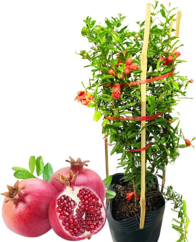 Wonderful Pomegranate Tree Live Plant - 2 Pack, 10-15 Inch Tall, Hardy Bush, Outdoor Fruit - Image 1