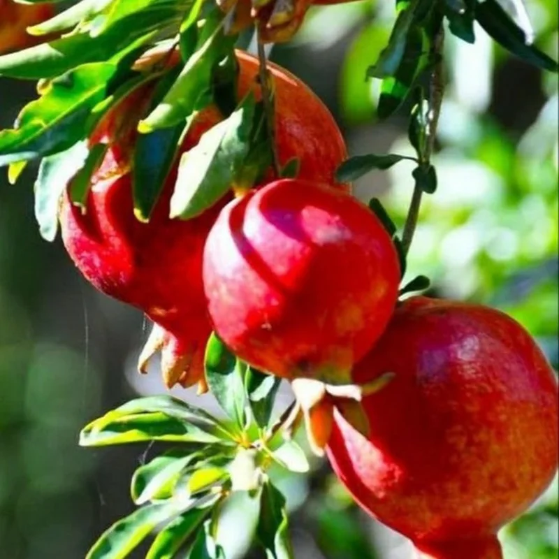 Wonderful Pomegranate Tree Live Plant – 4-8 Inch Starter Size – Cold Hardy Fruit Plant - Image 2