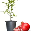 Wonderful Pomegranate Tree Live Plant – 4-8 Inch Starter Size – Cold Hardy Fruit Plant - Image 1