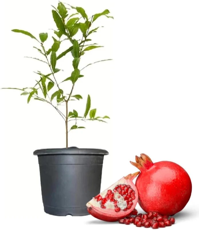 Wonderful Pomegranate Tree Live Plant – 4-8 Inch Starter Size – Cold Hardy Fruit Plant - Image 1